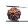 5 Mukhi Rudraksha Nepal - ( 21.45 MM )