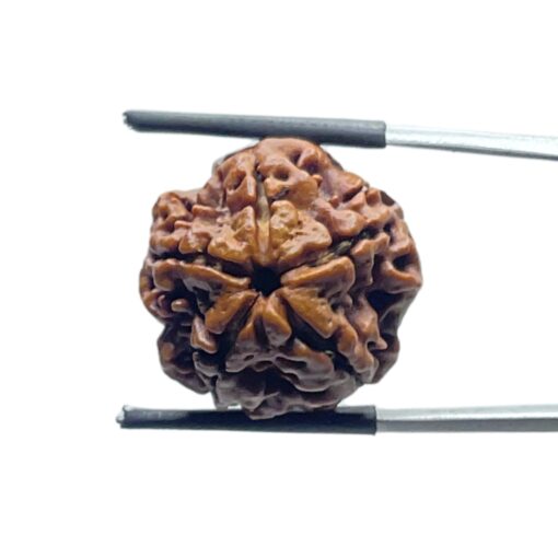 5 Mukhi Rudraksha Nepal - ( 21.45 MM )