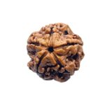 5 Mukhi Rudraksha Nepal - ( 21.45 MM )