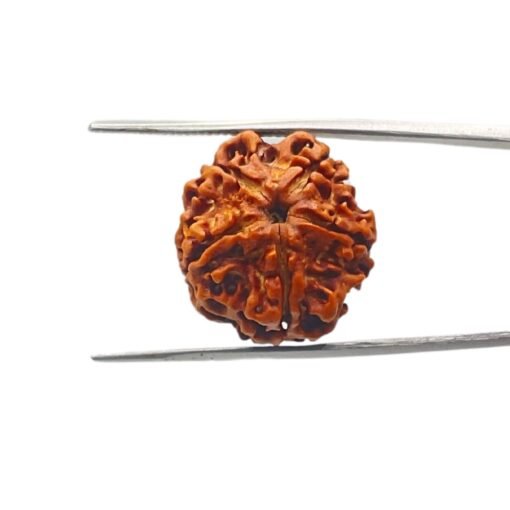 5 Mukhi Rudraksha Nepal - ( 22.88 Mm )