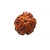 5 Mukhi Rudraksha Nepal - ( 22.88 Mm )