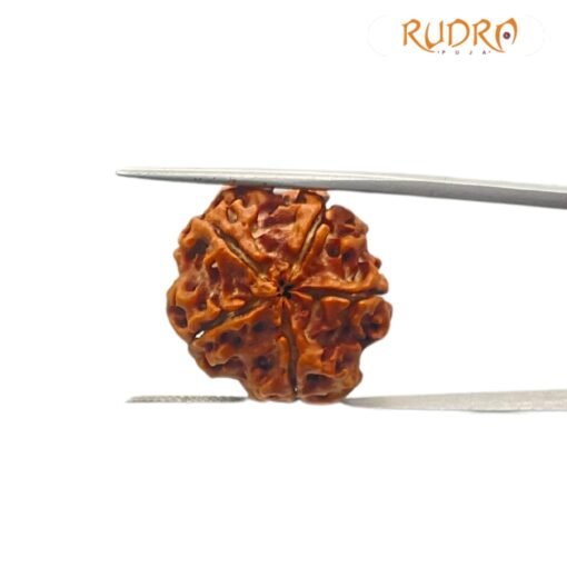 5 Mukhi Rudraksha Nepal - ( 22.88 MM )