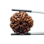 5 Mukhi Rudraksha Nepal (23.26 MM)