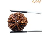 5 Mukhi Rudraksha Nepal (23.26 MM)