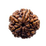 5 Mukhi Rudraksha Nepal (23.26 MM)
