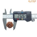 5 Mukhi Rudraksha Nepal (23.26 MM)