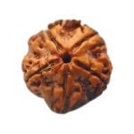 5 Mukhi Rudraksha 18.15 Mm