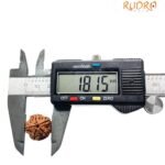 5 Mukhi Rudraksha 18.15 Mm