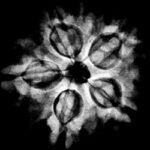 5 Mukhi Collector 23.10 Mm X-Ray
