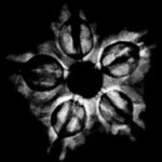 5 Mukhi Collector 25.05 Mm X-Ray