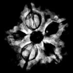 5 Mukhi Rudraksha 19.30 Mm X-Ray