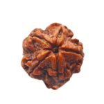 5 Mukhi Rudraksha 21.20 Mm