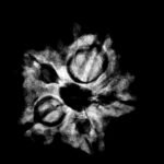 5 Mukhi Rudraksha 21.20 Mm X-Ray