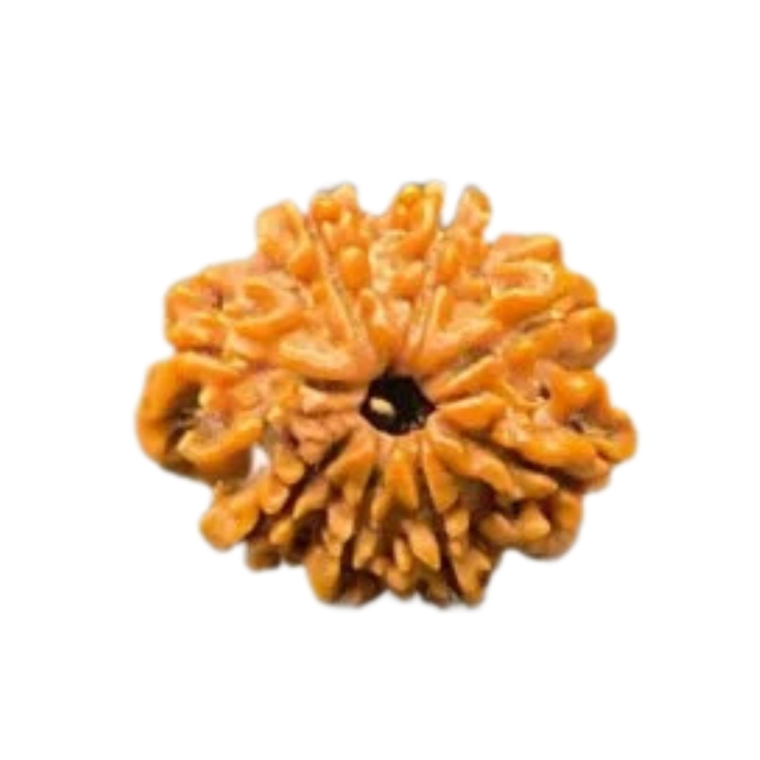 8 Mukhi Rudraksha Nepal Origin