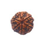 Collector 6 Mukhi Rudraksha Nepal (25.69Mm)