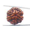 Collector 6 Mukhi Rudraksha Nepal (25.69Mm)