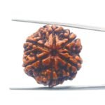 Collector 6 Mukhi Rudraksha Nepal (25.69MM)