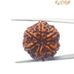 Collector 6 Mukhi Rudraksha Nepal (25.69Mm)