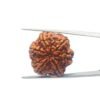 Collector 6 Mukhi Rudraksha Nepal (27.72Mm)