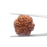 Collector 6 Mukhi Rudraksha Nepal (27.72MM)