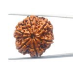 Collector 6 Mukhi Rudraksha Nepal (27.24MM)