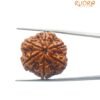 Collector 6 Mukhi Rudraksha Nepal (27.24Mm)