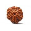 6 Mukhi Rudraksha Nepal (21.72 Mm )