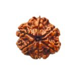 Collector 6 Mukhi Rudraksha Nepal (23.19Mm)