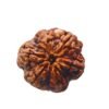 Collector 6 Mukhi Rudraksha Nepal (24.88Mm)