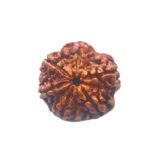 Collector 6 Mukhi Rudraksha Nepal (25.90Mm)