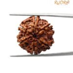 6 Mukhi Rudraksha Nepal (21.42 mm )