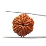 6 Mukhi Rudraksha Nepal ( 21.50 MM)