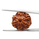 6 Mukhi Rudraksha Nepal (21.72 MM )