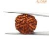 6 Mukhi Rudraksha Nepal (21.72 Mm )