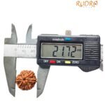6 Mukhi Rudraksha Nepal (21.72 Mm )