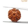 6 Mukhi Rudraksha Nepal (21.72 Mm )