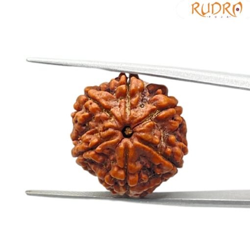 6 Mukhi Rudraksha Nepal (21.72 MM )