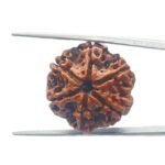 6 Mukhi Nepal Rudraksha 23.30MM