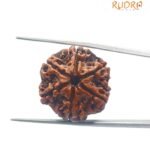 6 Mukhi Nepal Rudraksha 23.30MM