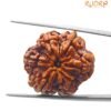 Collector 6 Mukhi Rudraksha Nepal (24.88Mm)