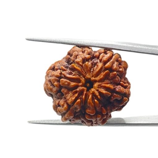 Collector 6 Mukhi Rudraksha Nepal (24.88Mm)