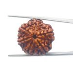 Collector 6 Mukhi Rudraksha Nepal (25.90MM)