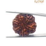 Collector 6 Mukhi Rudraksha Nepal (25.90Mm)