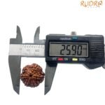 Collector 6 Mukhi Rudraksha Nepal (25.90Mm)