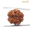 Collector 6 Mukhi Rudraksha Nepal (26.32Mm)