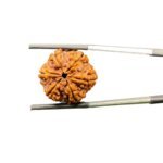 6 Mukhi Rudraksha Nepal (15.75 mm)