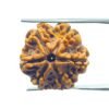 6 Mukhi Rudraksha Nepal ( 21.85 Mm)