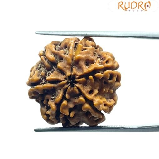 6 Mukhi Rudraksha Nepal ( 21.85 Mm)