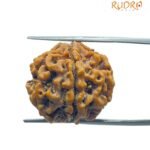 6 Mukhi Rudraksha Nepal ( 21.85 Mm)