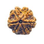6 Mukhi Rudraksha Nepal ( 21.85 Mm)